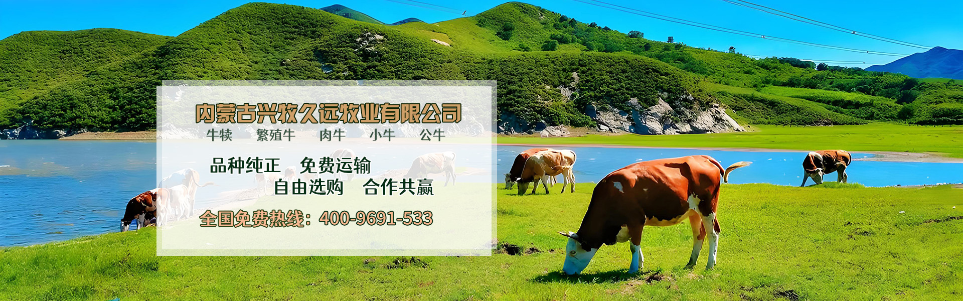 西门塔尔牛养殖场_内蒙大型养殖_肉牛养殖_德州黑驴养殖_内蒙古兴牧久远牧业有限公司