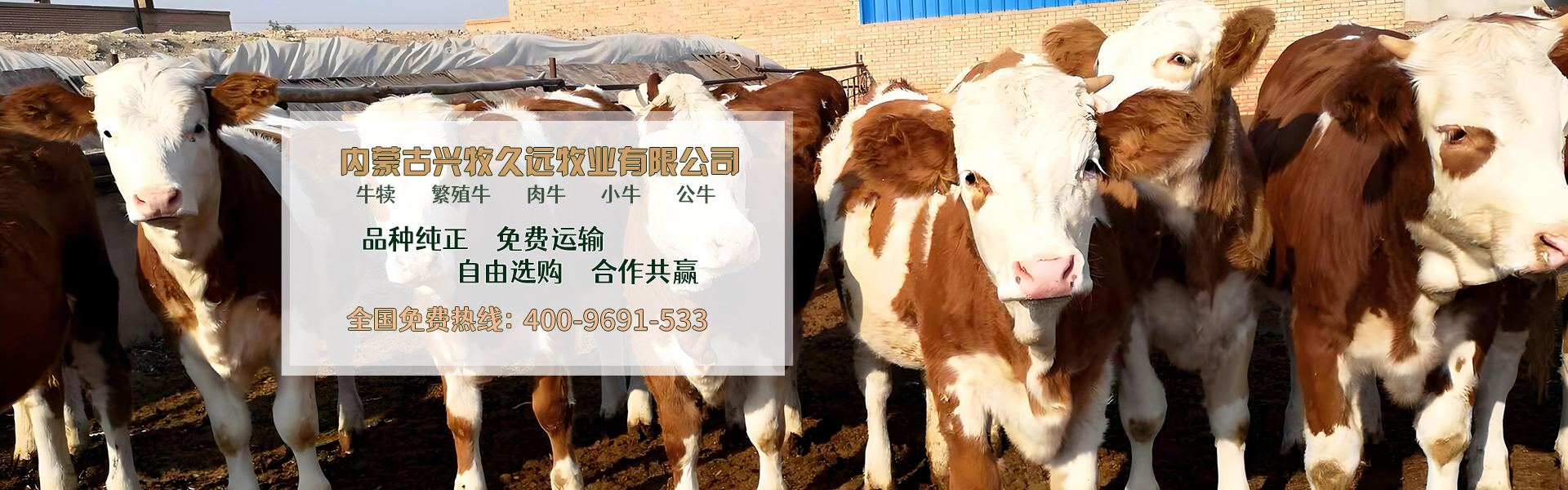 西门塔尔牛养殖场_内蒙大型养殖_肉牛养殖_德州黑驴养殖_内蒙古兴牧久远牧业有限公司