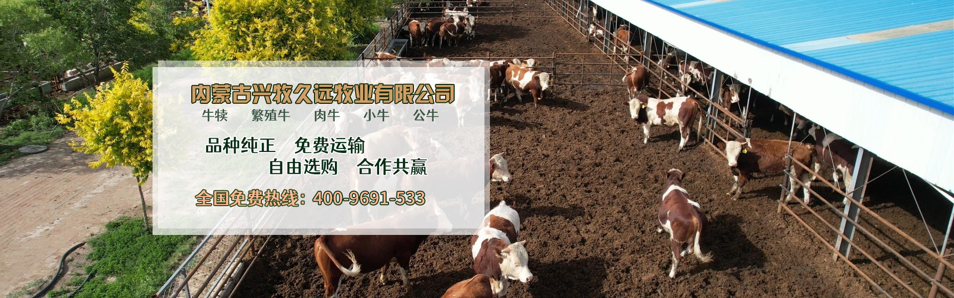 西门塔尔牛养殖场_内蒙大型养殖_肉牛养殖_德州黑驴养殖_内蒙古兴牧久远牧业有限公司