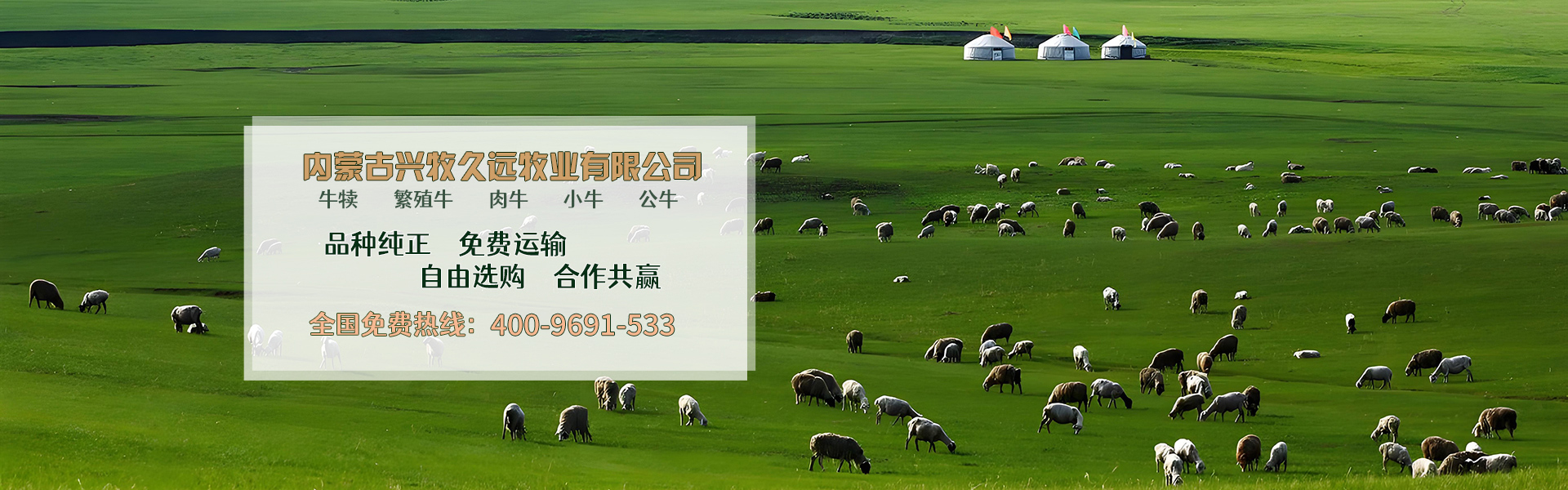 西门塔尔牛养殖场_内蒙大型养殖_肉牛养殖_德州黑驴养殖_内蒙古兴牧久远牧业有限公司