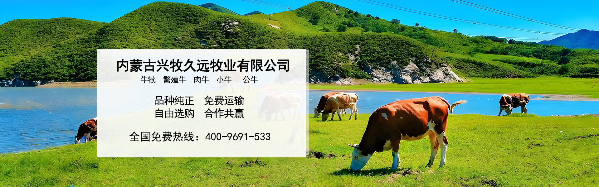 西门塔尔牛养殖场_内蒙大型养殖_肉牛养殖_德州黑驴养殖_内蒙古兴牧久远牧业有限公司