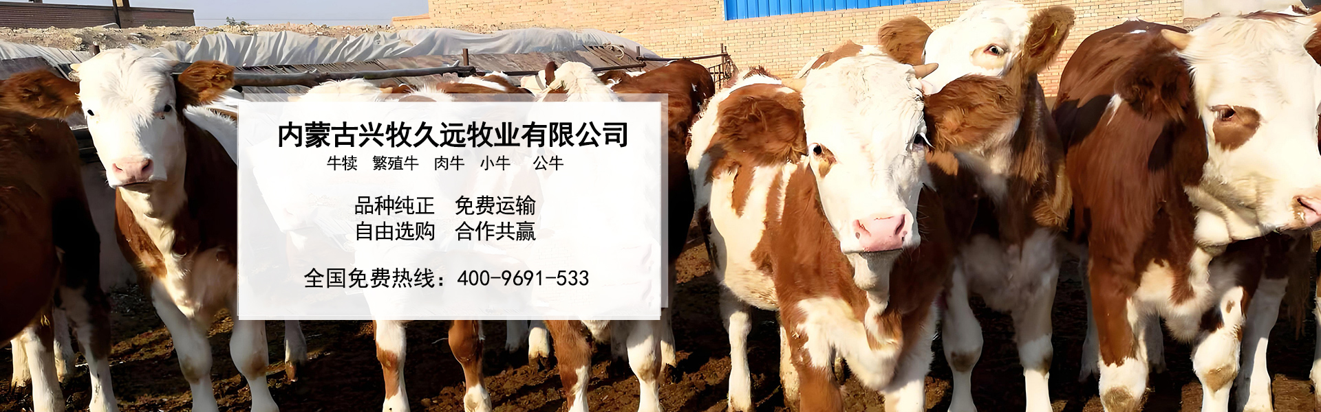 西门塔尔牛养殖场_内蒙大型养殖_肉牛养殖_德州黑驴养殖_内蒙古兴牧久远牧业有限公司