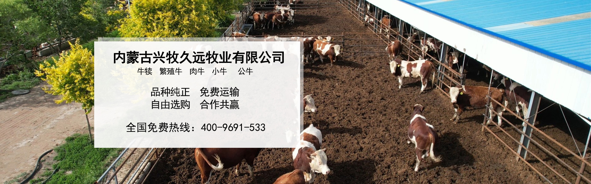 西门塔尔牛养殖场_内蒙大型养殖_肉牛养殖_德州黑驴养殖_内蒙古兴牧久远牧业有限公司