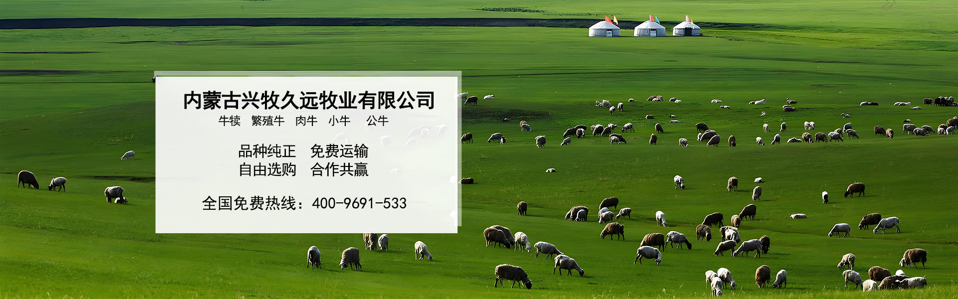 西门塔尔牛养殖场_内蒙大型养殖_肉牛养殖_德州黑驴养殖_内蒙古兴牧久远牧业有限公司