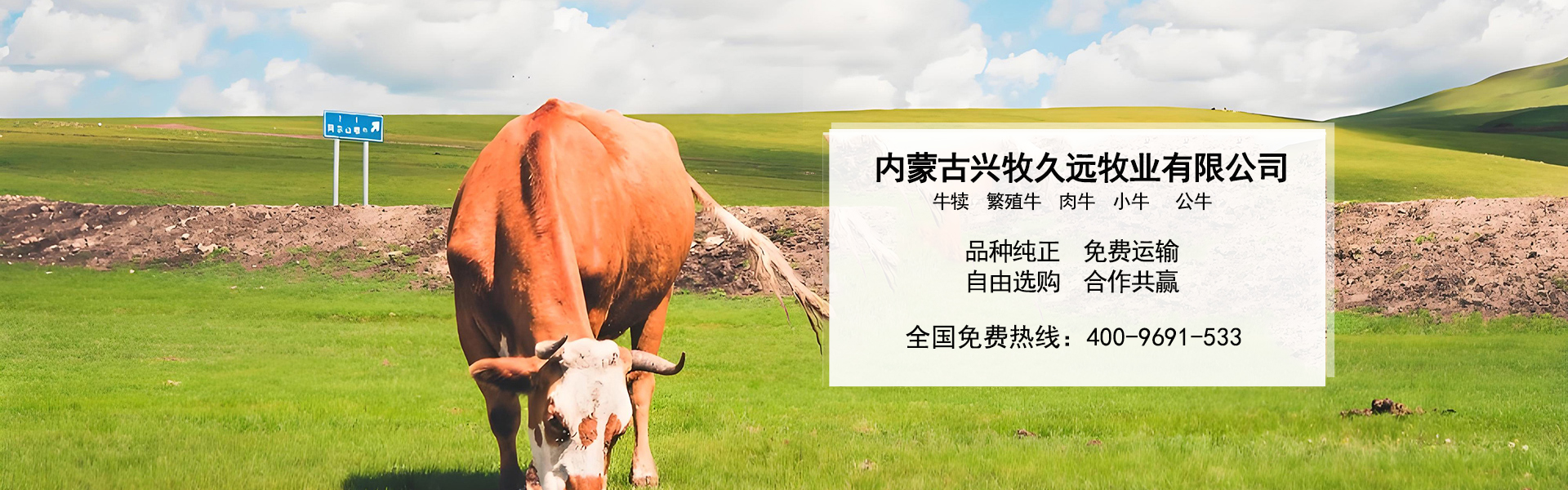 西门塔尔牛养殖场_内蒙大型养殖_肉牛养殖_德州黑驴养殖_内蒙古兴牧久远牧业有限公司